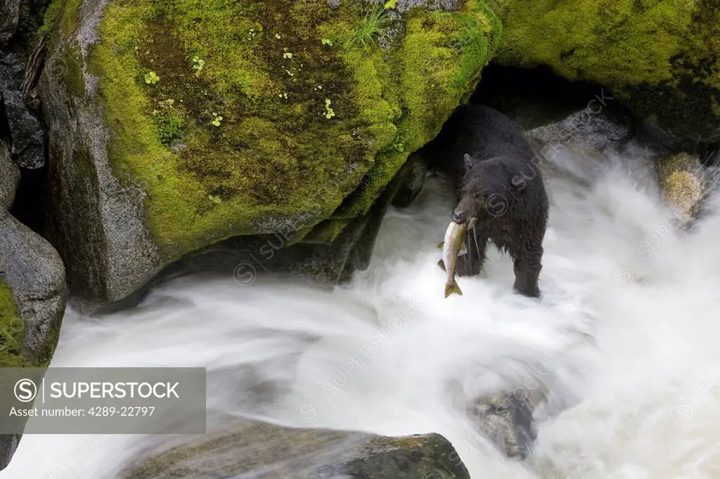 Overhead view of a Black Bear catching a Pink Salmon in Anan Creek in Southeast Alaska