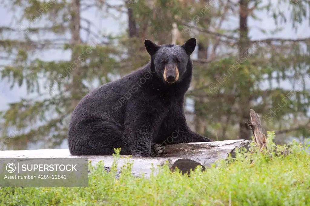 CAPTIVE Black Bear sow sits on log and looks at the Alaska Wildlife Conservation Center, Southcentral Alaska