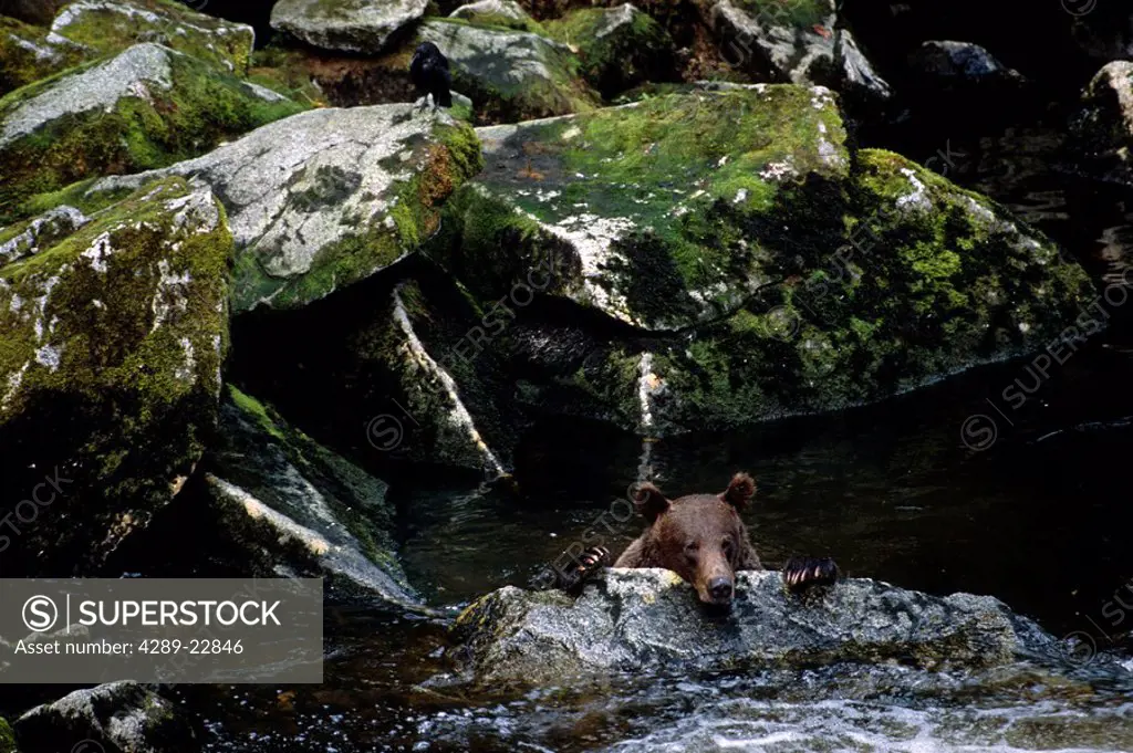 Adult Black Bear Swimming in Anan Creek. Tongass National Forest. Southeast Alaska Summer