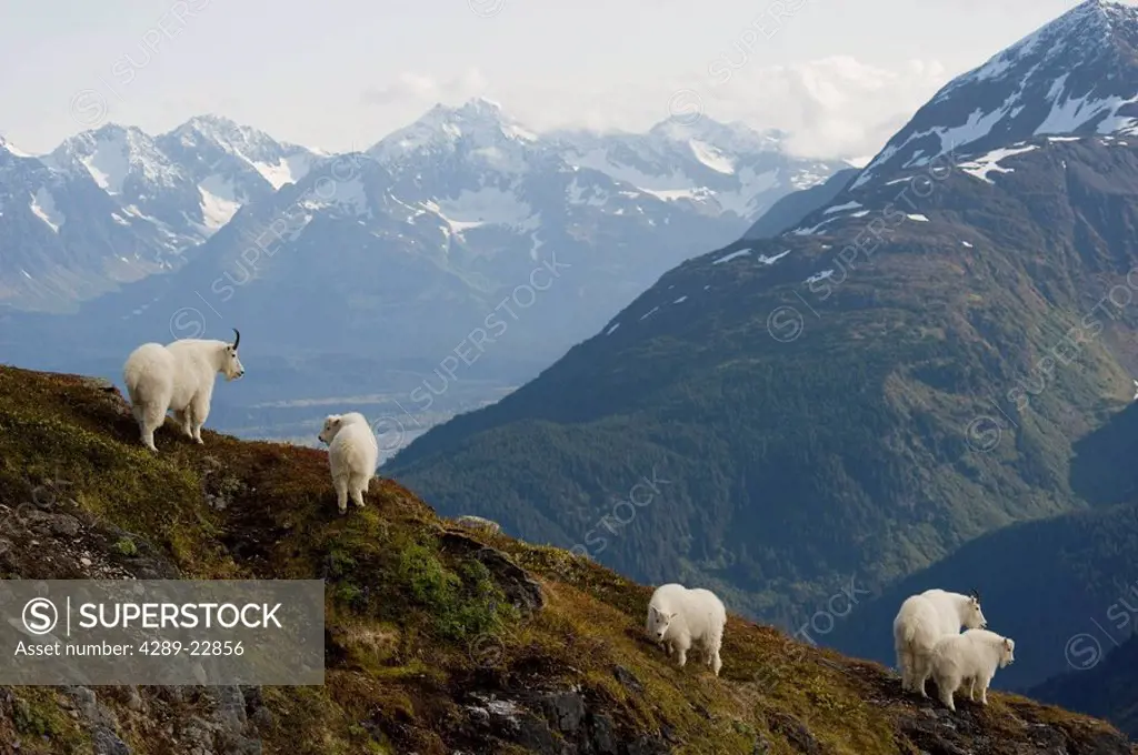 Mountain Goats stand on a ridge with the scenic Kenai Mountains in the background during Autumn, Kenai Peninsula, Southcentral Alaska