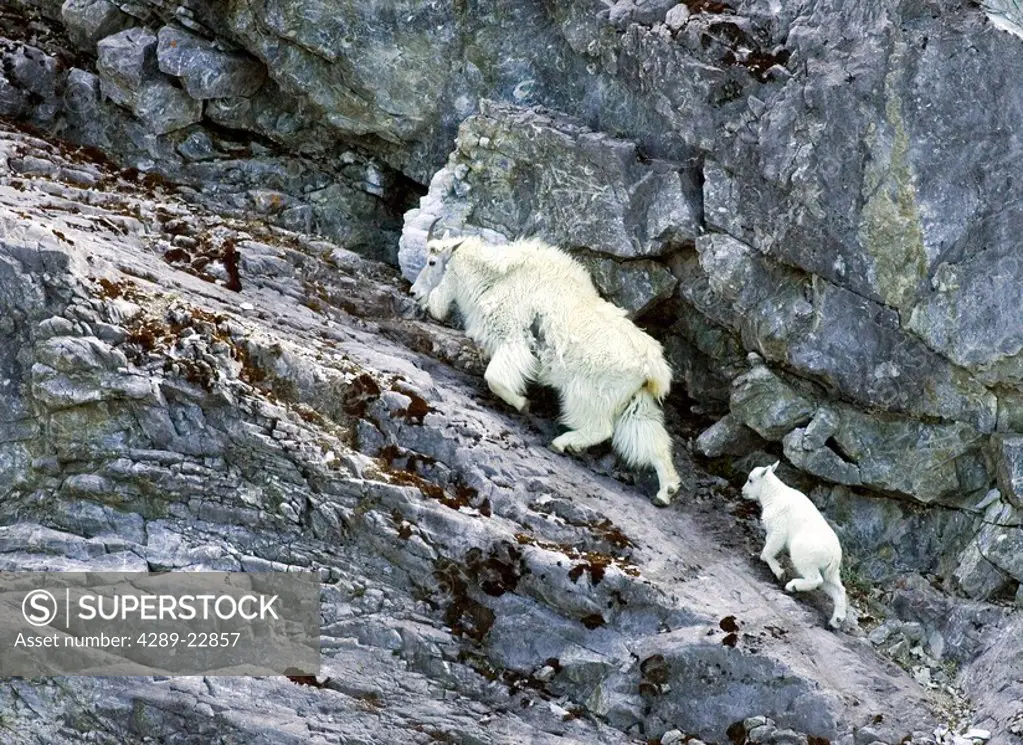 Mountain Goat Nanny & Kid on rocks @ Tidal Inlet Glacier Bay National Park Southeast Alaska Summer