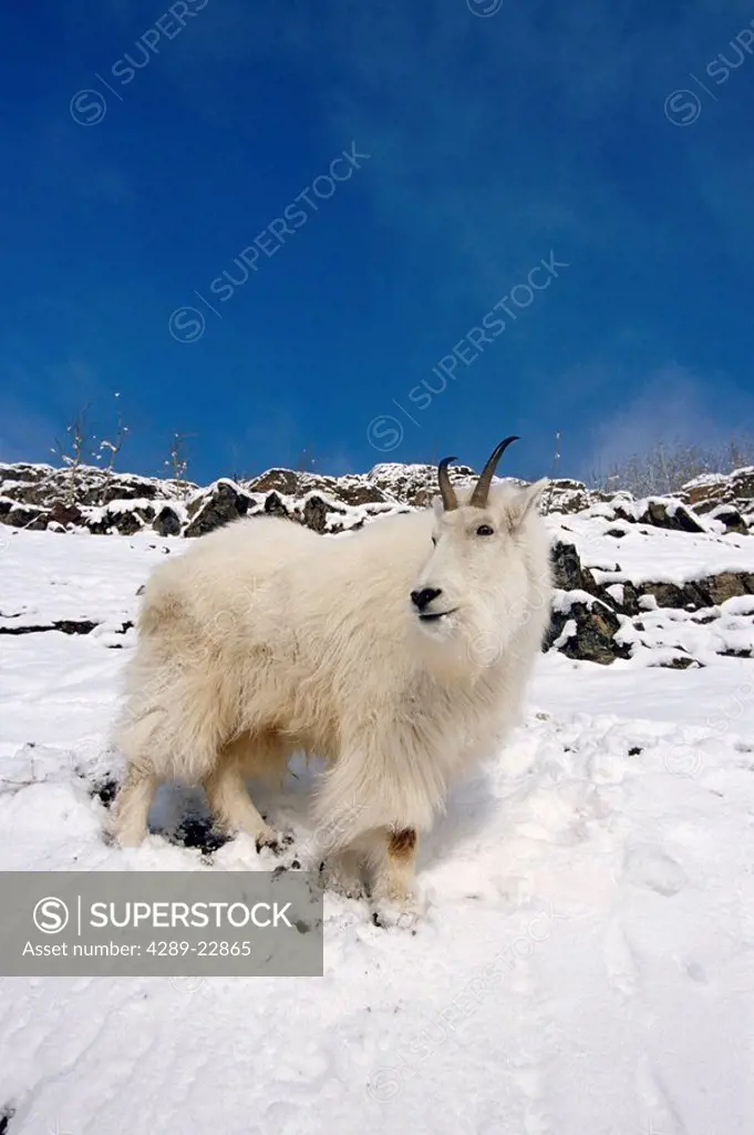 Mountain Goat Billy on high mountain slope in snow Chugach National Forest Kenai Peninsula AK Spring