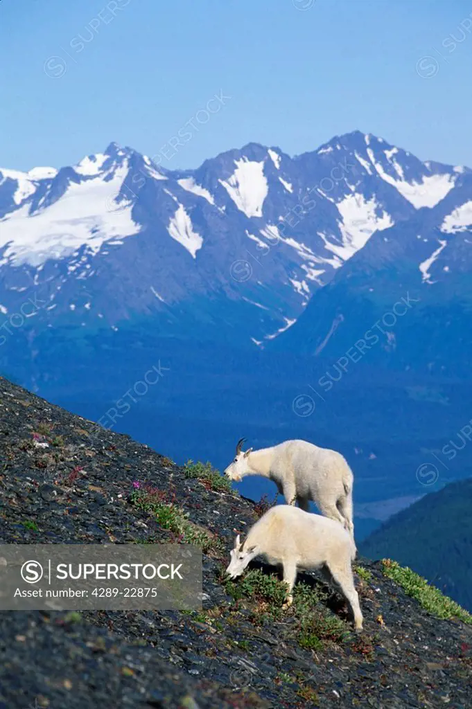 Mountain Goats Feeding on Alpine Slope KP AK Summer Kenai Fjords NP