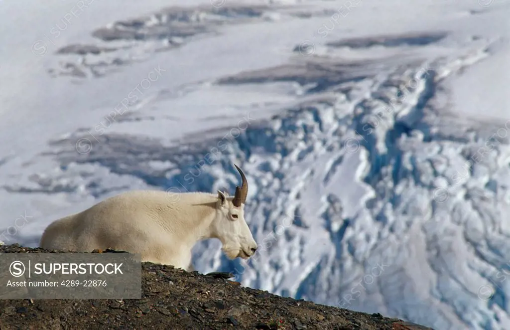 Billy Goat Laying on Ridge Over Harding Ice Field AK KP Kenai Fjords NP