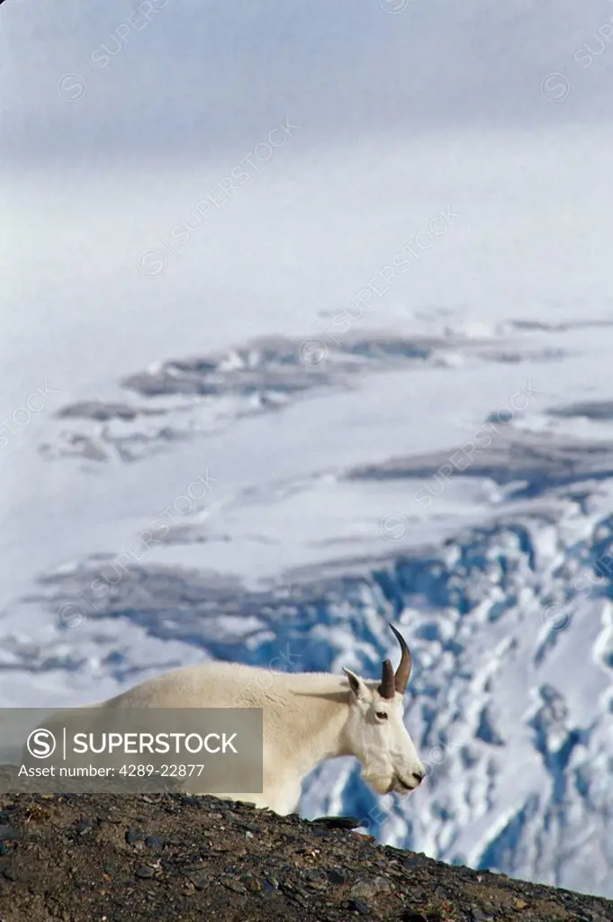 Billy Goat Laying on Ridge Over Harding Ice Field AK KP Kenai Fjords NP