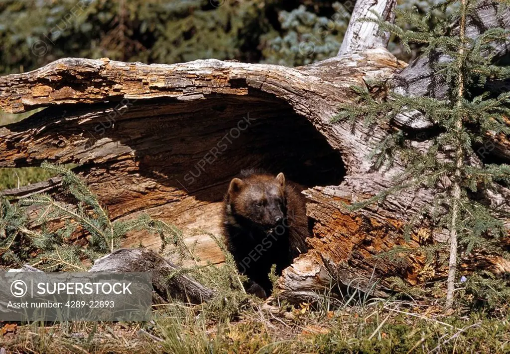 Wolverine Peeking Out of Log Denali NP IN Alaska Summer