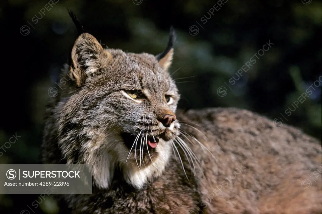 Close up Portrait of Lynx in Underbrush Denali NP AK IN Summer