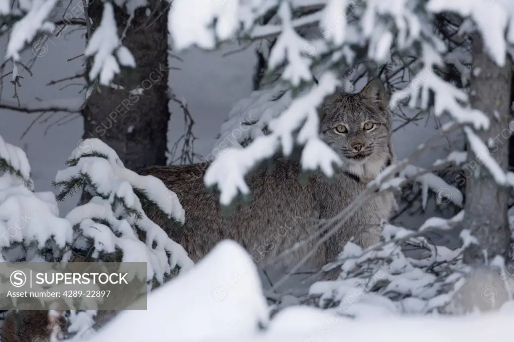 Wild Canada Lynx hides beneath snow covered spruce boughs, Kluane National Park, Yukon Territory, Canada, Winter