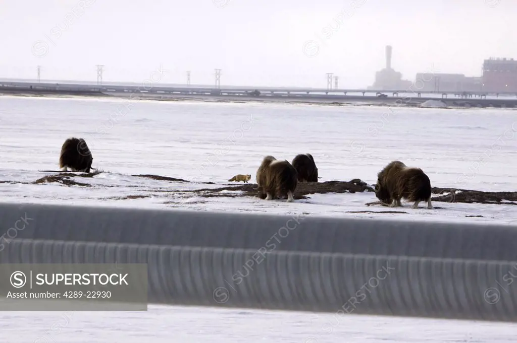 Musk oxen stands on snowcovered ground with the Central Compression Plant facility in the background on the north slope, Prudhoe bay Arctic, Alaska, S...