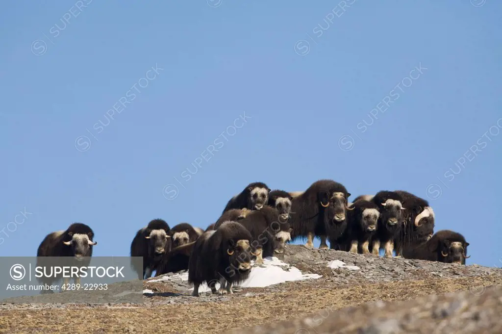 Muskox herd with calves on a rocky ridge during Winter on the Seward Peninsula near Nome, Arctic Alaska