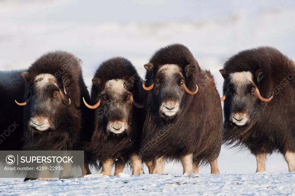Musk_ox cows in a defensive lineup during Winter on the Seward Peninsula near Nome, Arctic Alaska