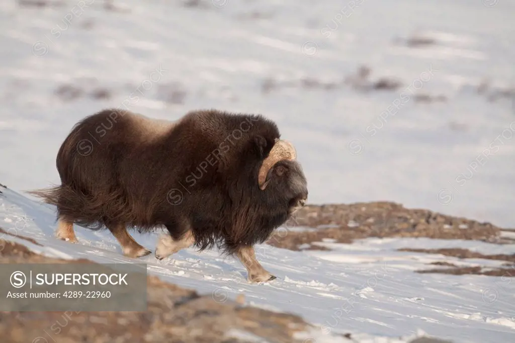 Muskox bull running broadside on frozen tundra during Winter on the Seward Peninsula near Nome, Arctic Alaska