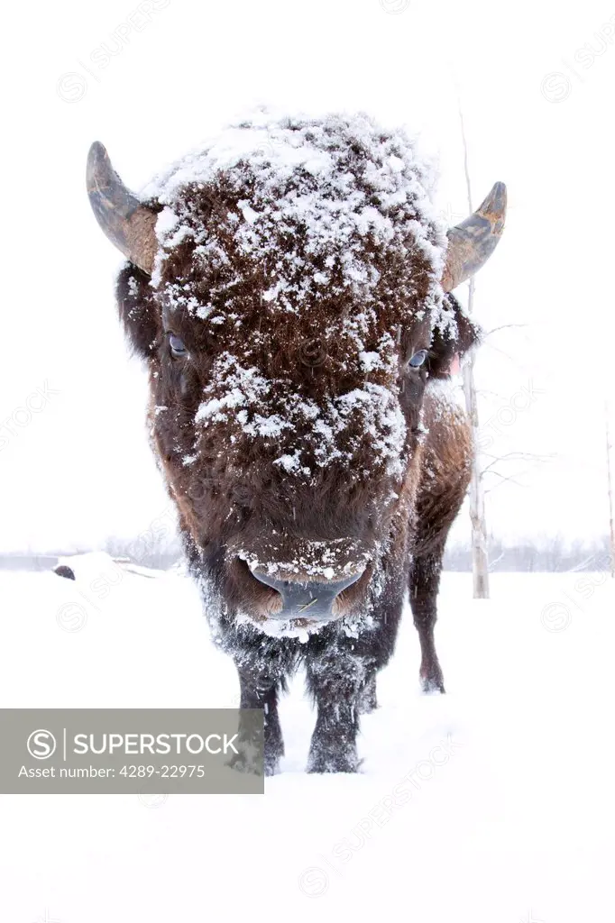 Close up portrait of a Wood Bison bull with his head covered in snow at the Alaska Wildlife Conservation Center, Portage, Southcentral Alaska, Winter,...