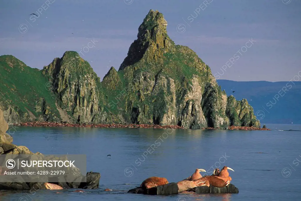 Walrus resting on rock Round Island Southwest Alaska summer scenic