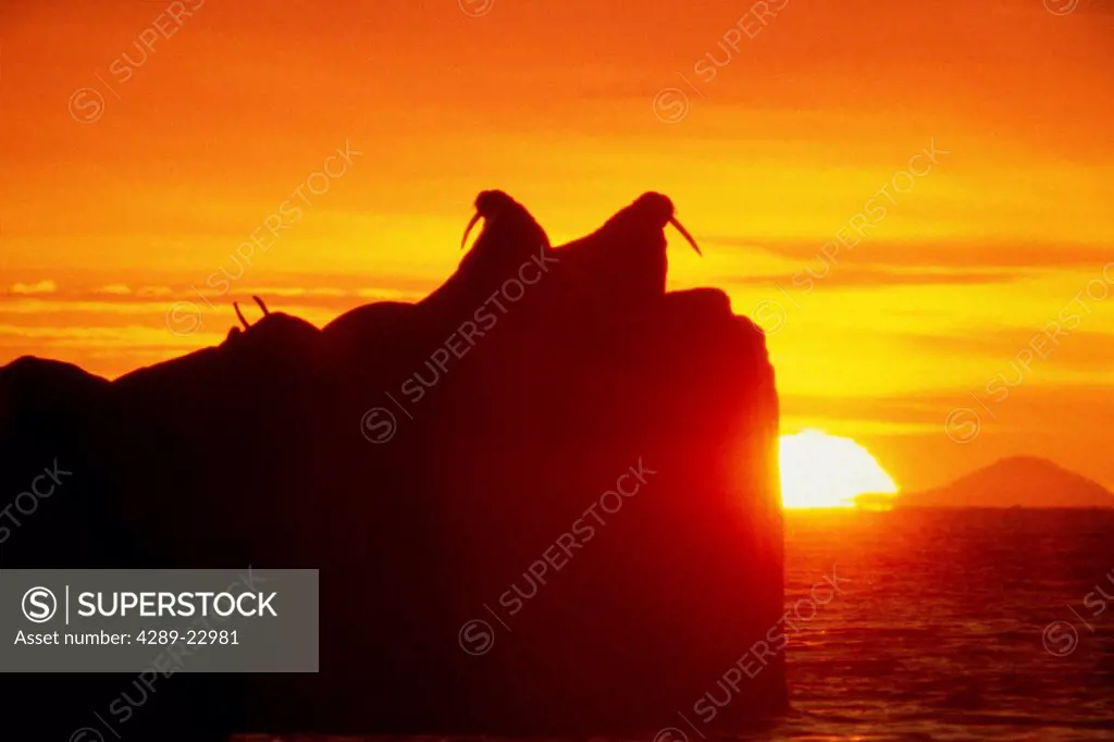 Walrus resting on rock at sunset, Round Island, Southwest Alaska, Summer