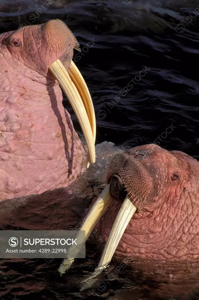 Walrus Bulls Swimming near Round Is State Game Sanctuary WE AK Summer