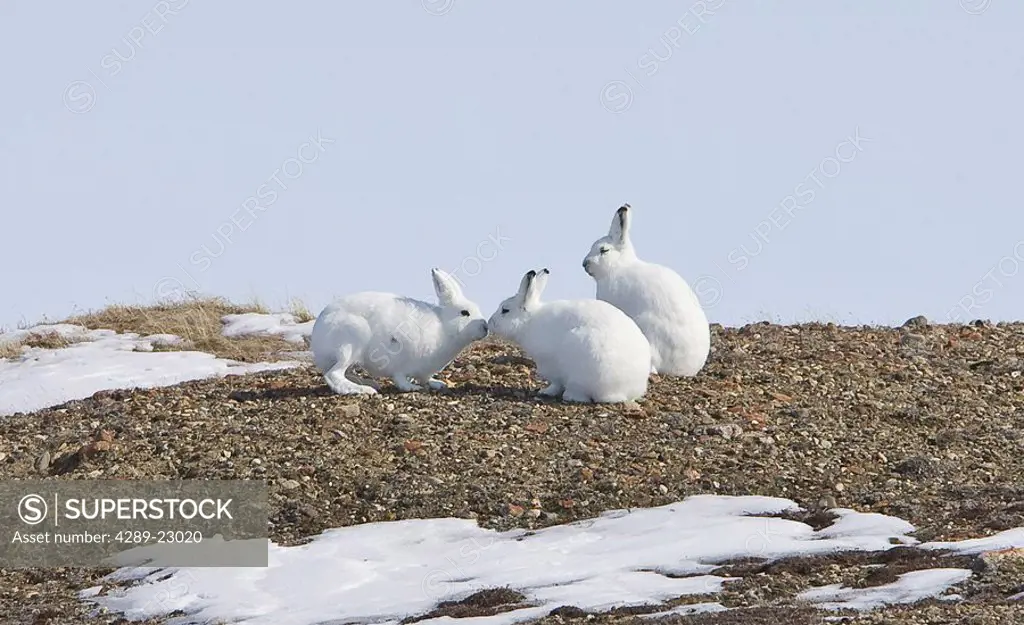 Arctic Hare performing the social behavior of *nosing* on Banks Island, Northwest Territories, Canada