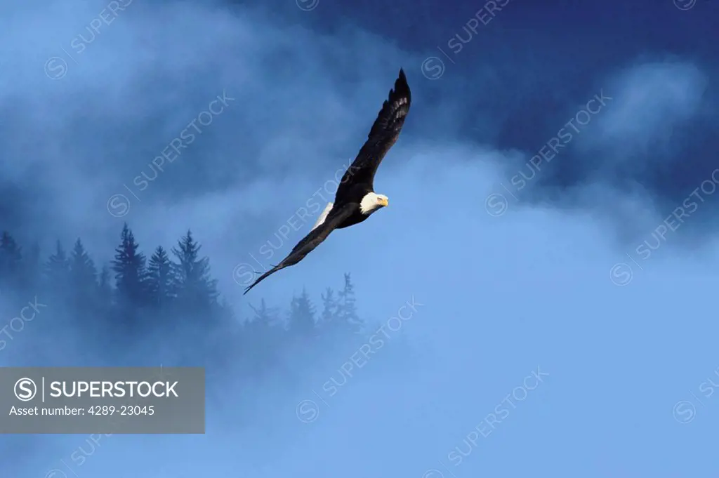 American Bald Eagle in Flight Fog Trees Composite Adult