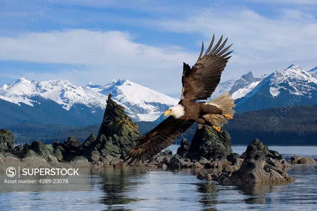 Bald Eagle low in mid_air fishing near reef along shore Inside Passage Coast Mtns SE Alaska Composite