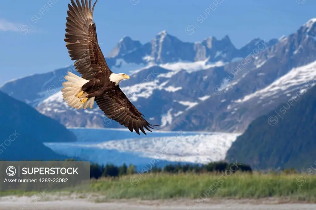 Bald Eagle in flight with Mendenhall Glacier in background Tongass National Forest Inside Passage southeast Alaska summer Composite