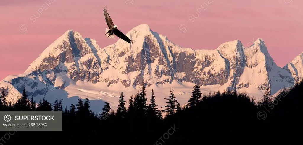Bald Eagle in flight at sunset with Mendenhall Towers in background Tongass National Forest Juneau southeast Alaska summer Composite