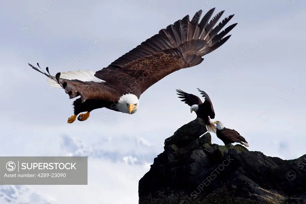 Bald Eagle in flight next to ledge where multiple Eagles are perched with Mendenhall Towers in the background, Alaska , COMPOSITE