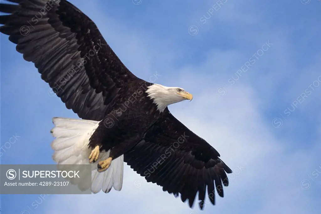 Bald Eagle in Flight, Homer, Kenai Peninsula, Alaska