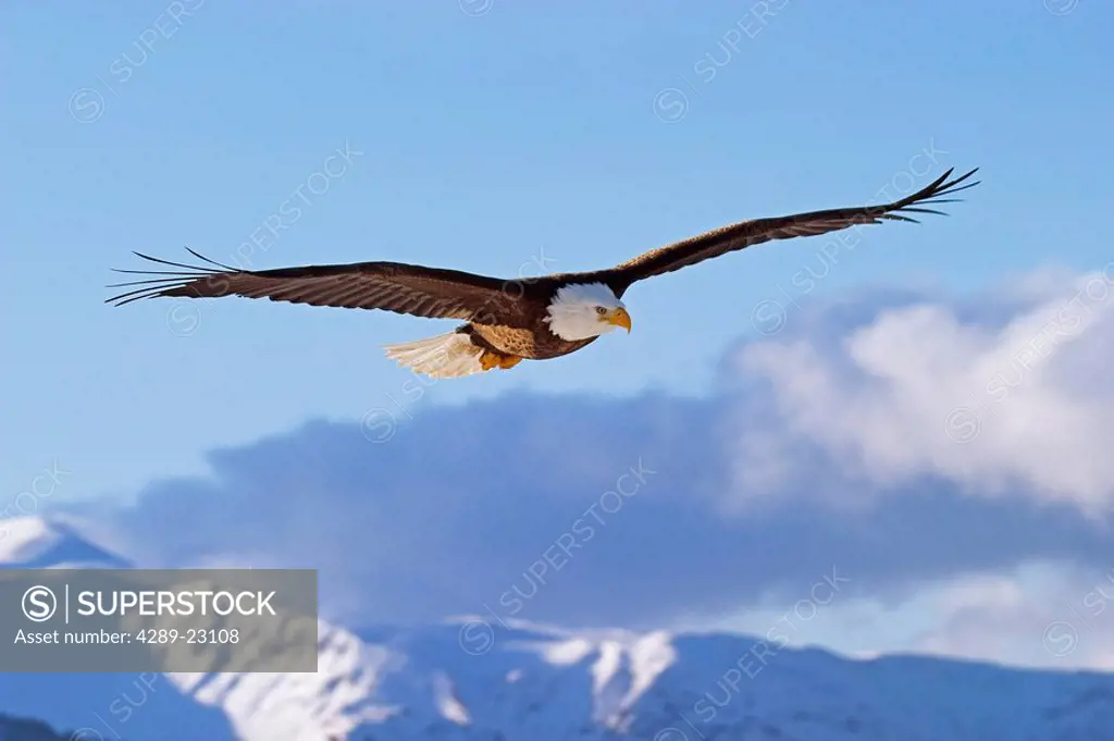Bald Eagle in Flight Over Kachemak Bay KP Homer AK Kenai Mtns