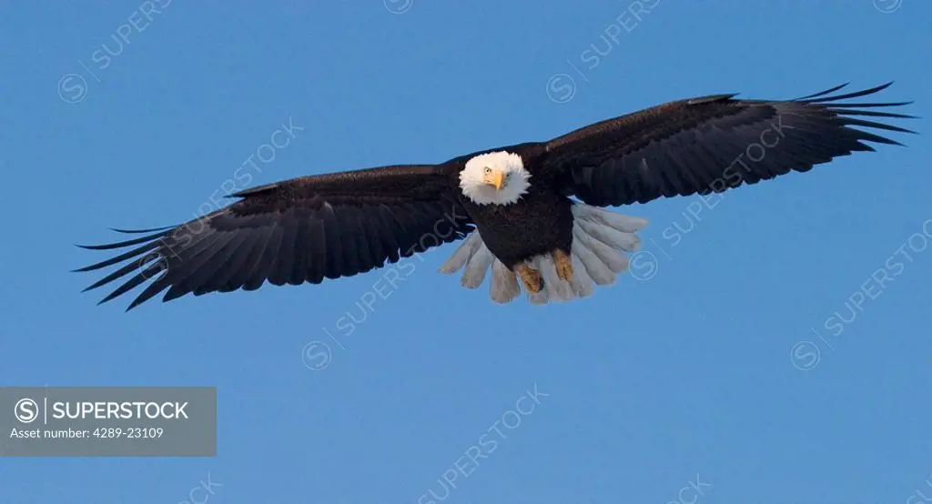 Bald Eagle in Flight Frontal Position KP AK Winter