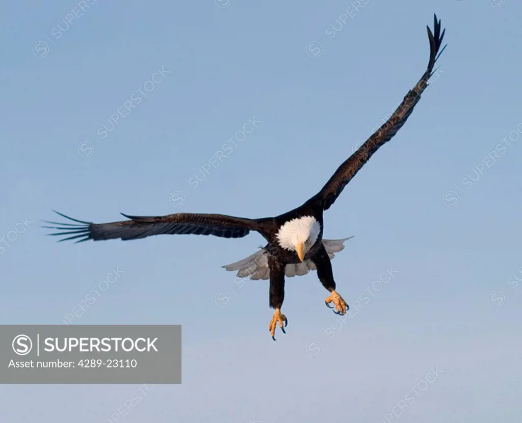Bald Eagle in Flight w/Legs Down Homer KP AK Winter