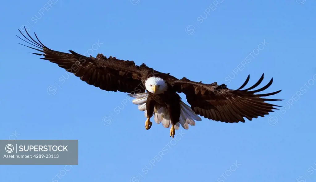 Bald Eagle in Flight w/Legs Down Homer KP Alaska Winter