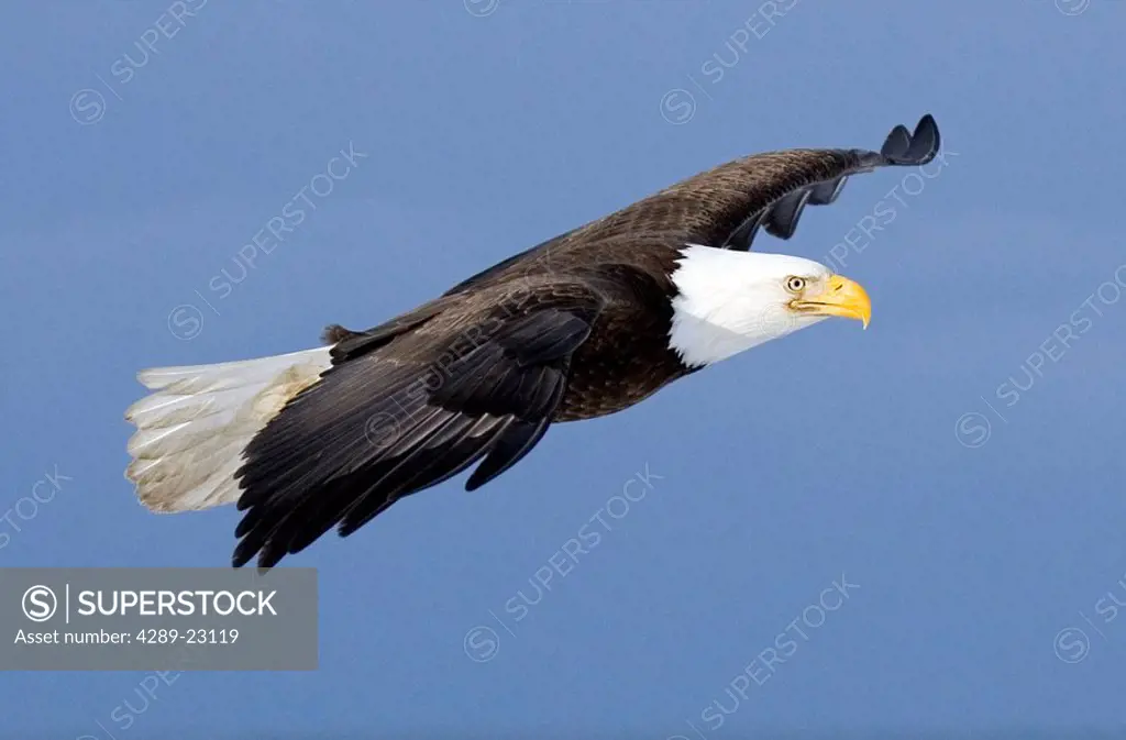 Bald Eagle in flight Homer Spit Kenai Peninsula Alaska Winter