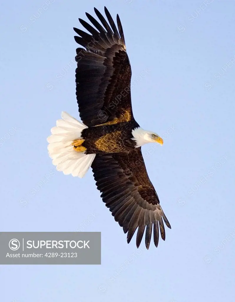 Bald Eagle in mid_air flight over Homer Spit Kenai Peninsula Alaska Winter