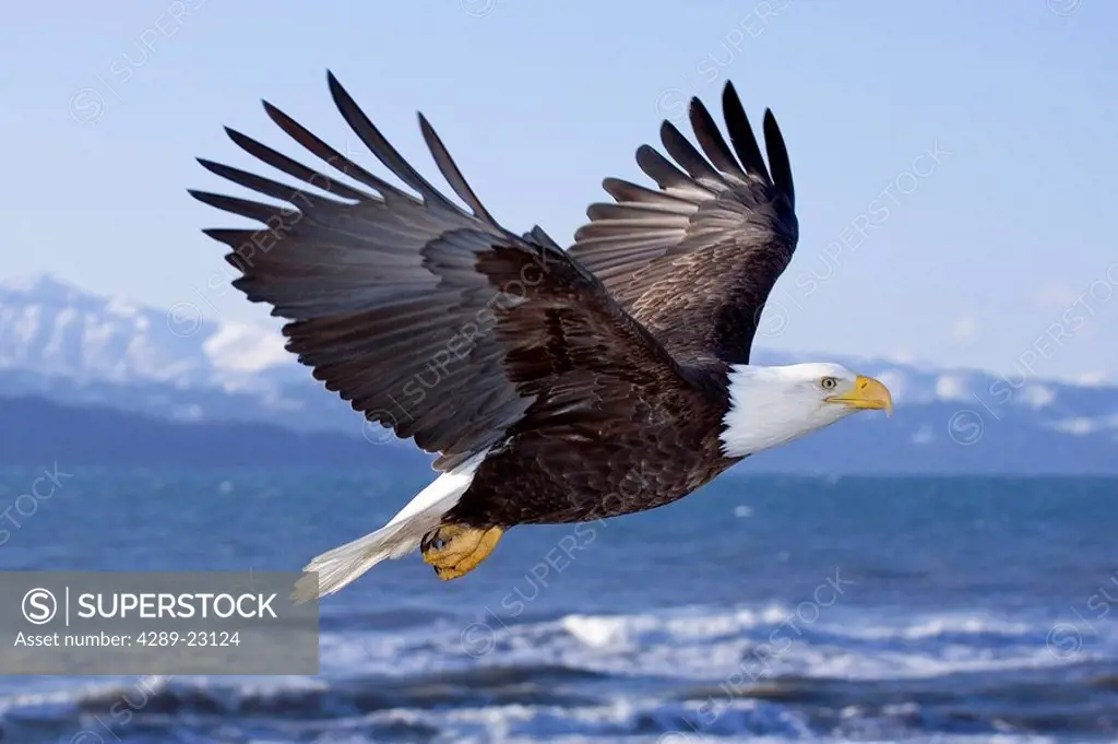 Bald Eagle in mid_air flight over Homer Spit Kenai Peninsula Alaska Winter Kachemak Bay
