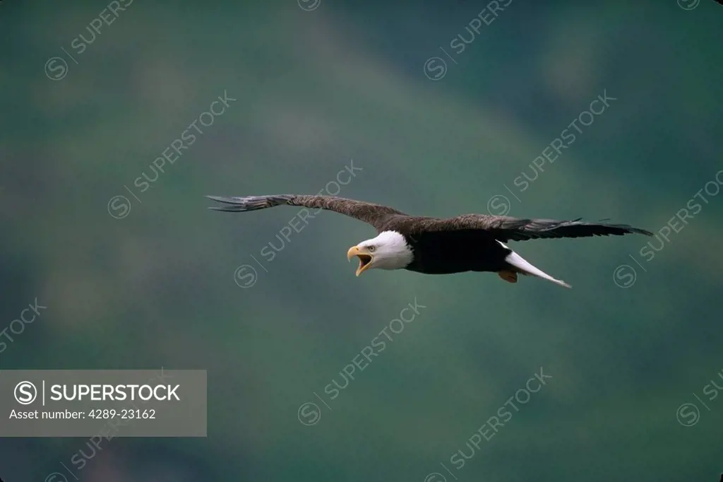 Bald Eagle in Flight Unalaska Island SW AK Summer Scenic