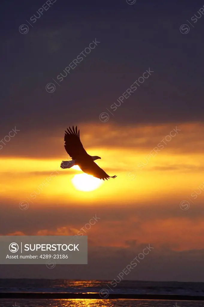 Bald Eagle flying across setting sun Homer Spit Kachemak Bay Winter Backlit Kenai Peninsula