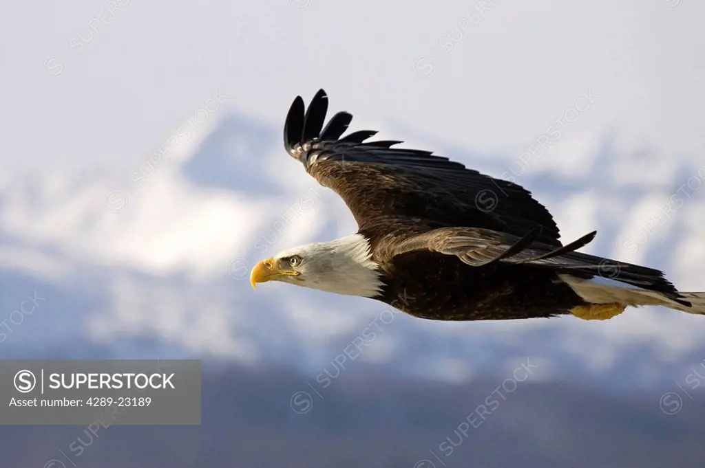 Bald Eagle gliding along beach Homer Spit Kachemak Bay Kenai Peninsula Alaska Winter