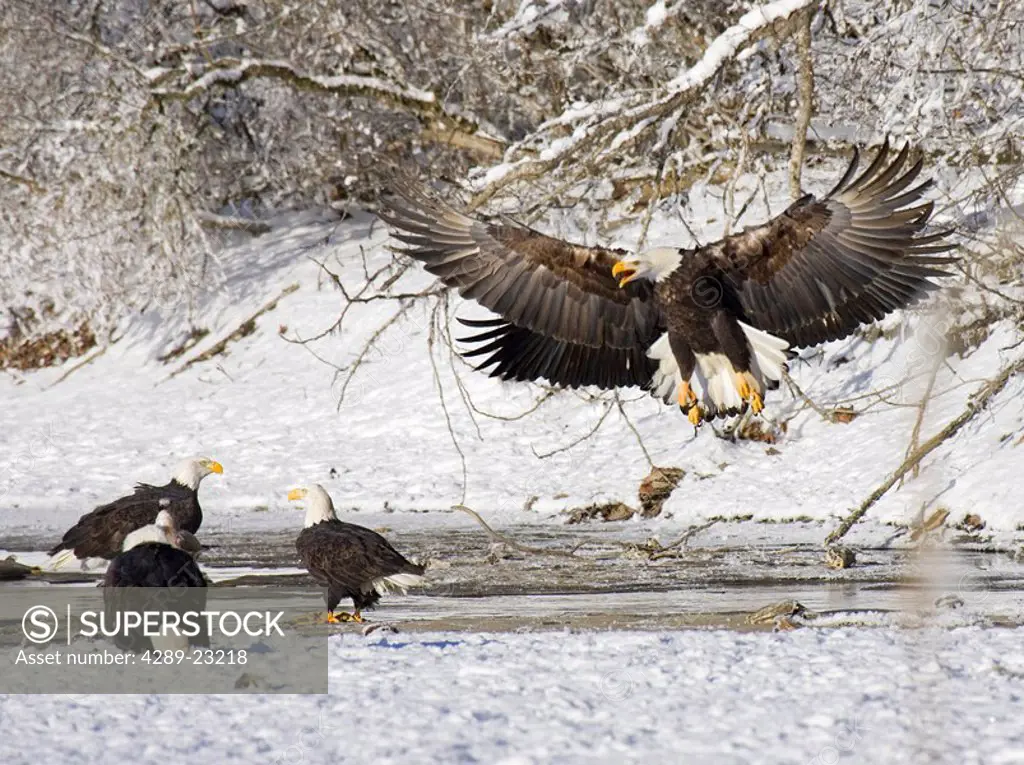 Bald Eagles gathering on Chilkat River Chilkat Bald Eagle Preserve SE AK Winter near Haines
