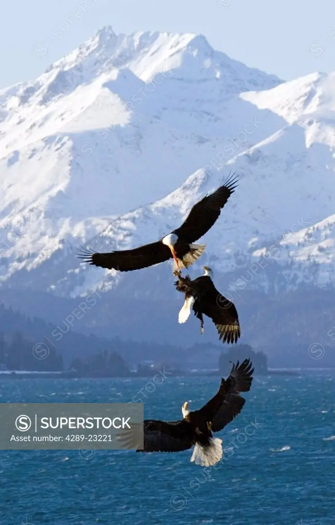Bald Eagle attempts to grab food from another Eagle in mid_air over Kachemak Bay Kenai Peninsula Alaska
