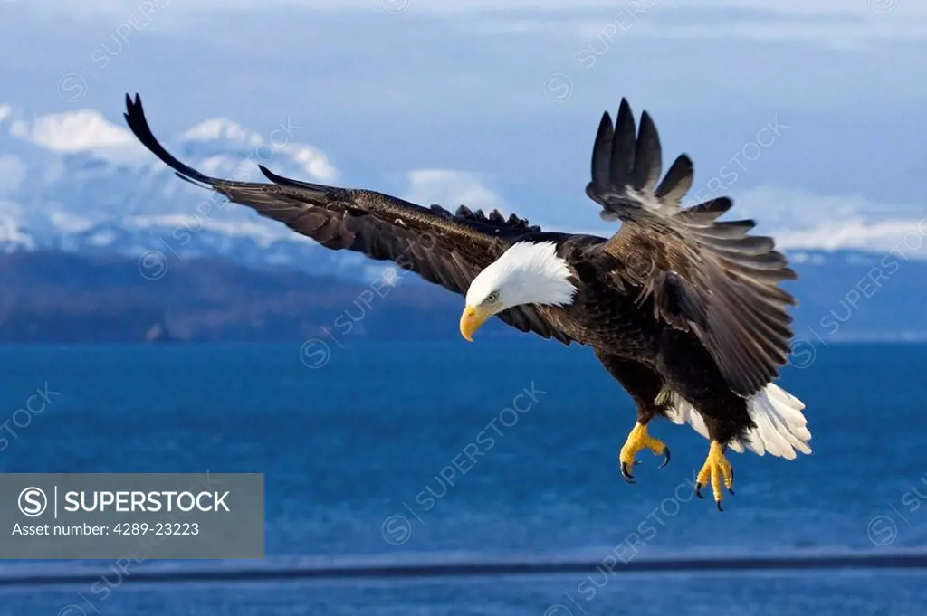 Bald Eagle w/talons extended prepares to land on beach Kachemak Bay Homer Spit Alaska Winter KP