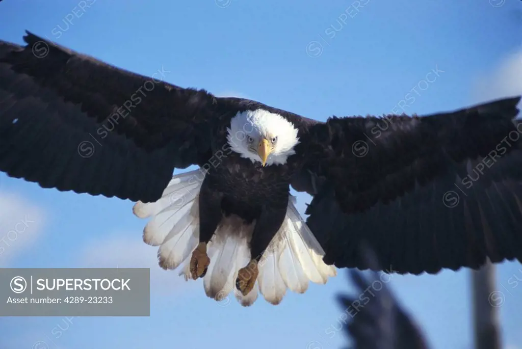 Bald Eagle Landing Homer Spit Kenai Peninsula Alaska