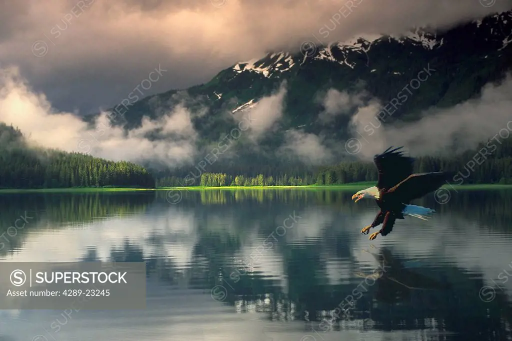 Eagle grabbing for fish in water Alaska Digital Original summer scenic