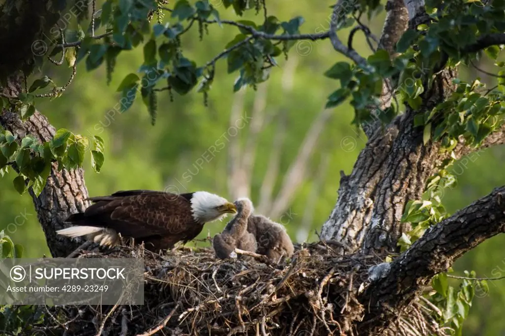 Bald Eagle & Eaglets on Nest Potter Marsh SC AK Spring Anchorage