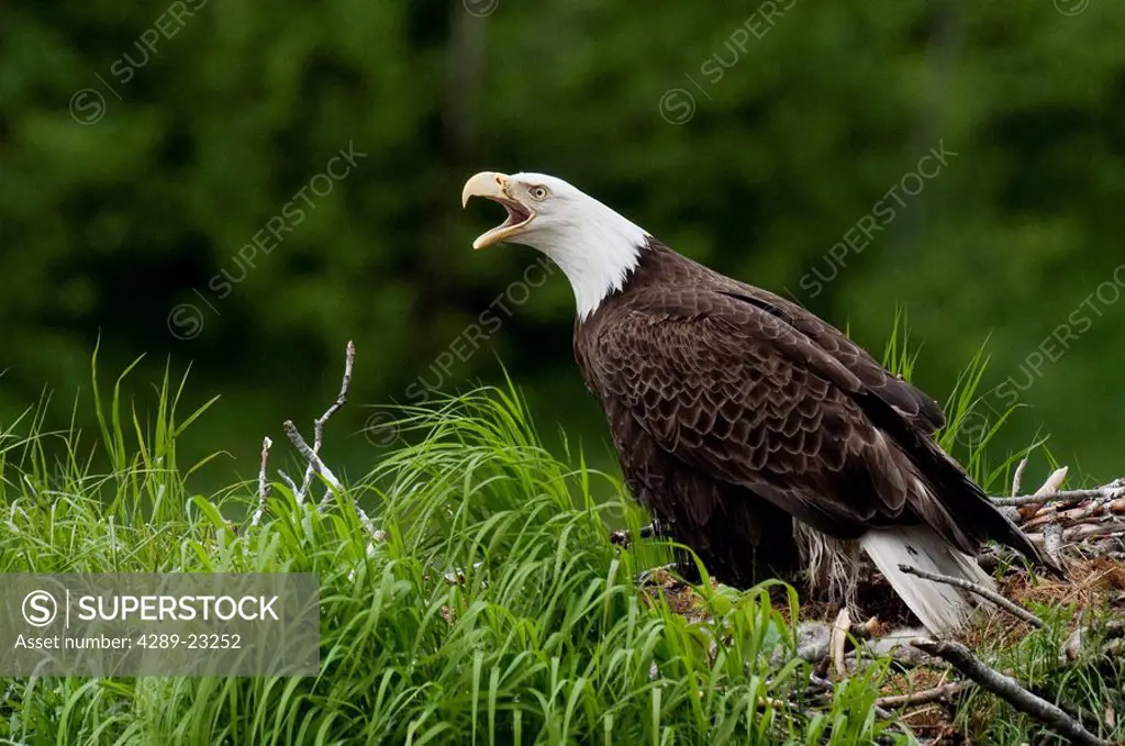 Bald Eagle protecting her nest, Kukak Bay, Katmai National Park, Southwest Alaska, Summer