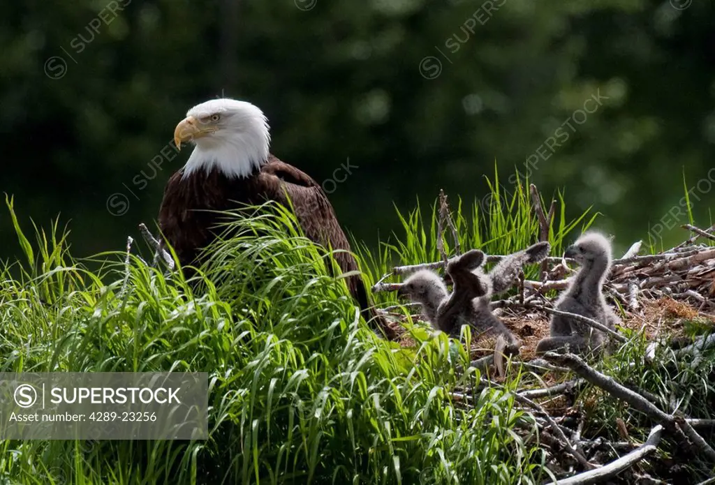 Bald Eagle nesting with her chicks, Kukak Bay, Katmai National Park, Southwest Alaska, Summer