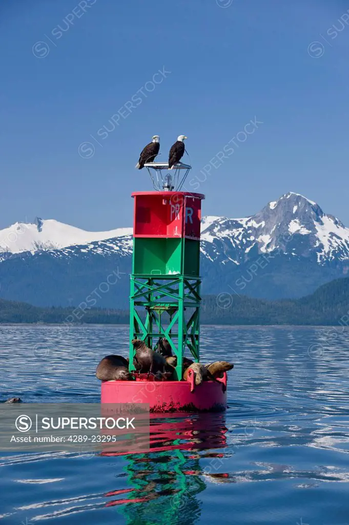 A pair of Bald Eagles perched on a bouy in Lynn Canal while sea lions sun on the bottom of the buoy, Inside Passage, Alaska.