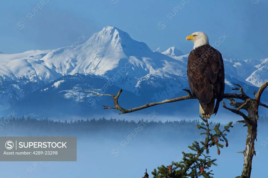 Bald Eagle perched on Spruce branch overlooking the Chilkat Mountains and fog filled Tongass National Forest, Southeast Alaska, Winter, COMPOSITE