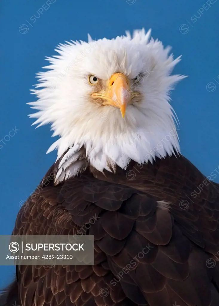Close Up Portrait of Mature Bald Eagle KP AK Winter Homer