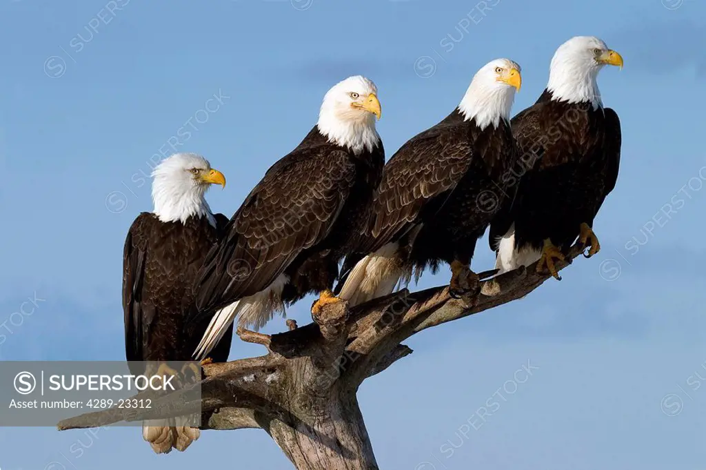 Four Bald Eagles on Perch Homer AK Winter Kachemak Bay KP