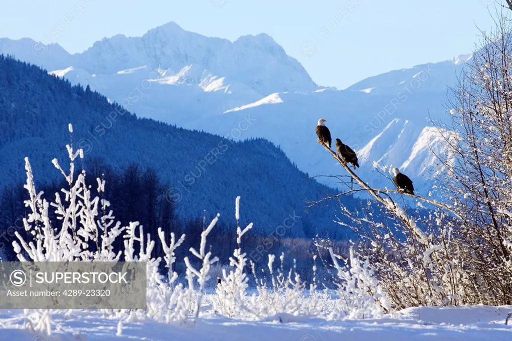 Bald Eagles perched in tree w/Takhinsha Mountains Chilkat Bald Eagle Preserve Southeast Haines AK Winter